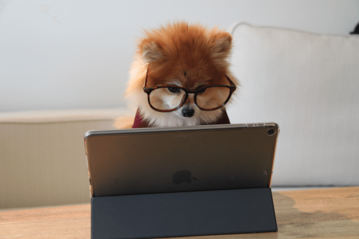dog wearing glasses using tablet